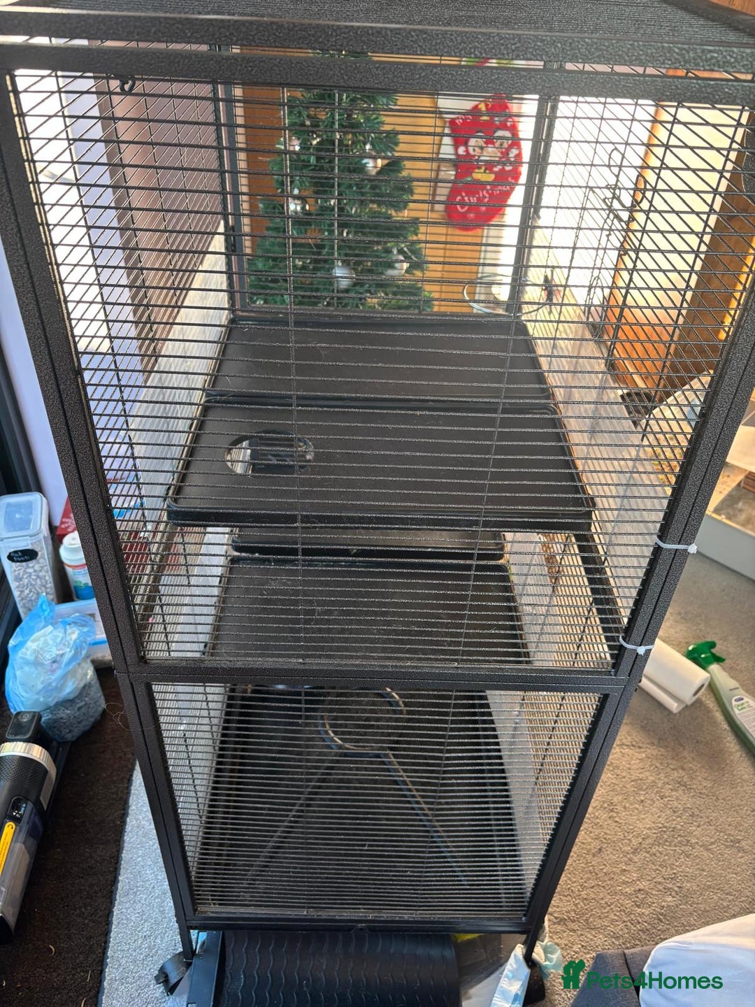 Rat rodents for sale: Dumbo Rats - Advert 12