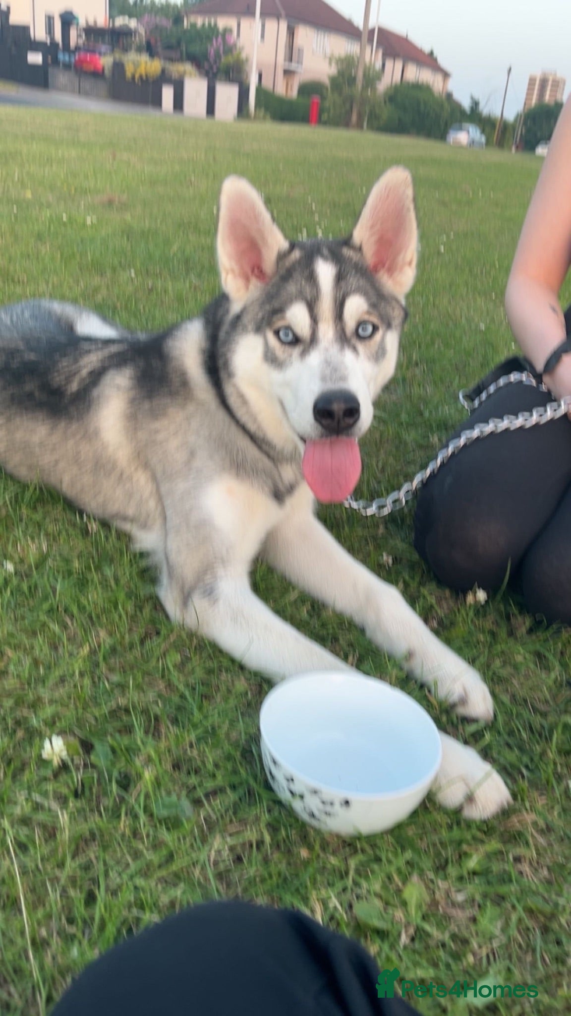 Siberian Husky dogs Siberian husky 9 months old  - Advert 1