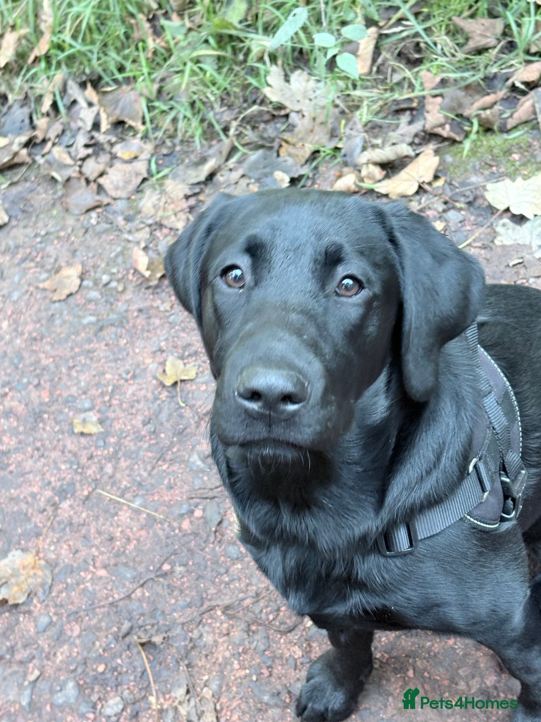 Labrador Retriever dogs for sale: Labrador retriever  - Image 4