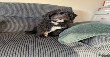 Sheepadoodle dogs - Advert 2