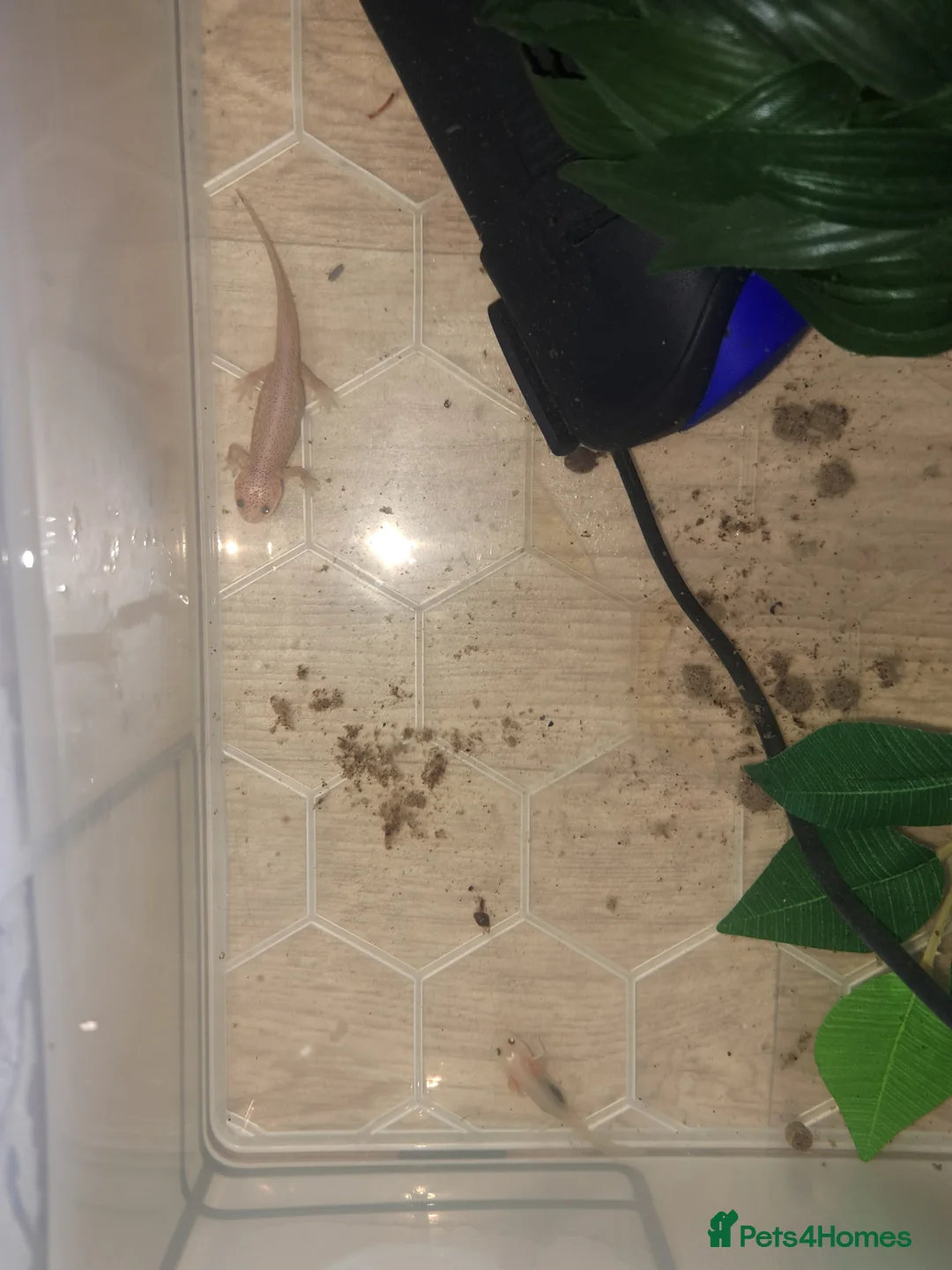 Other/Mixed Breed fish for sale: leucistic Spanish ribbed newts - Advert 2