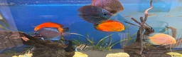 Discus fish for sale: 6 Large Discus  in Sutton - Advert 10