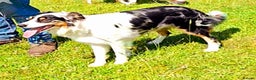 Border Collie dogs for sale: Rare sable merle long coat collie puppies  - Advert 13