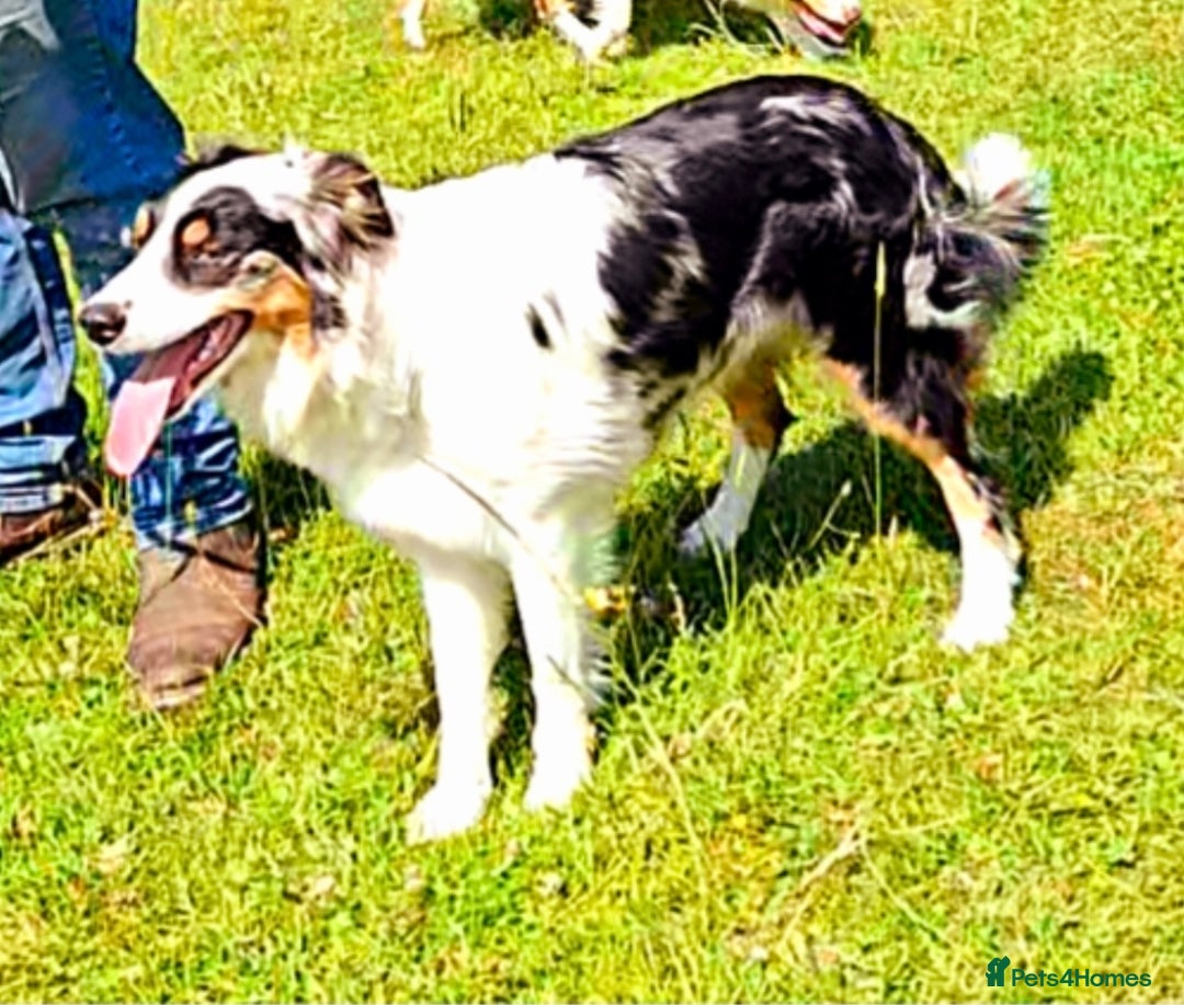 Border Collie dogs for sale: Rare sable merle long coat collie puppies  - Advert 13