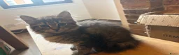 Siberian cats for sale: Two Siberian girls!! - Advert 5