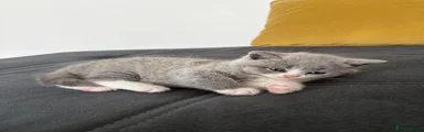 Scottish Fold Kitten 6