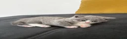 Scottish Fold cats for sale: 6 Scottish fold kittens  - Advert 9
