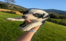 Border Collie dogs for sale: Border Collie Puppies - Image 21