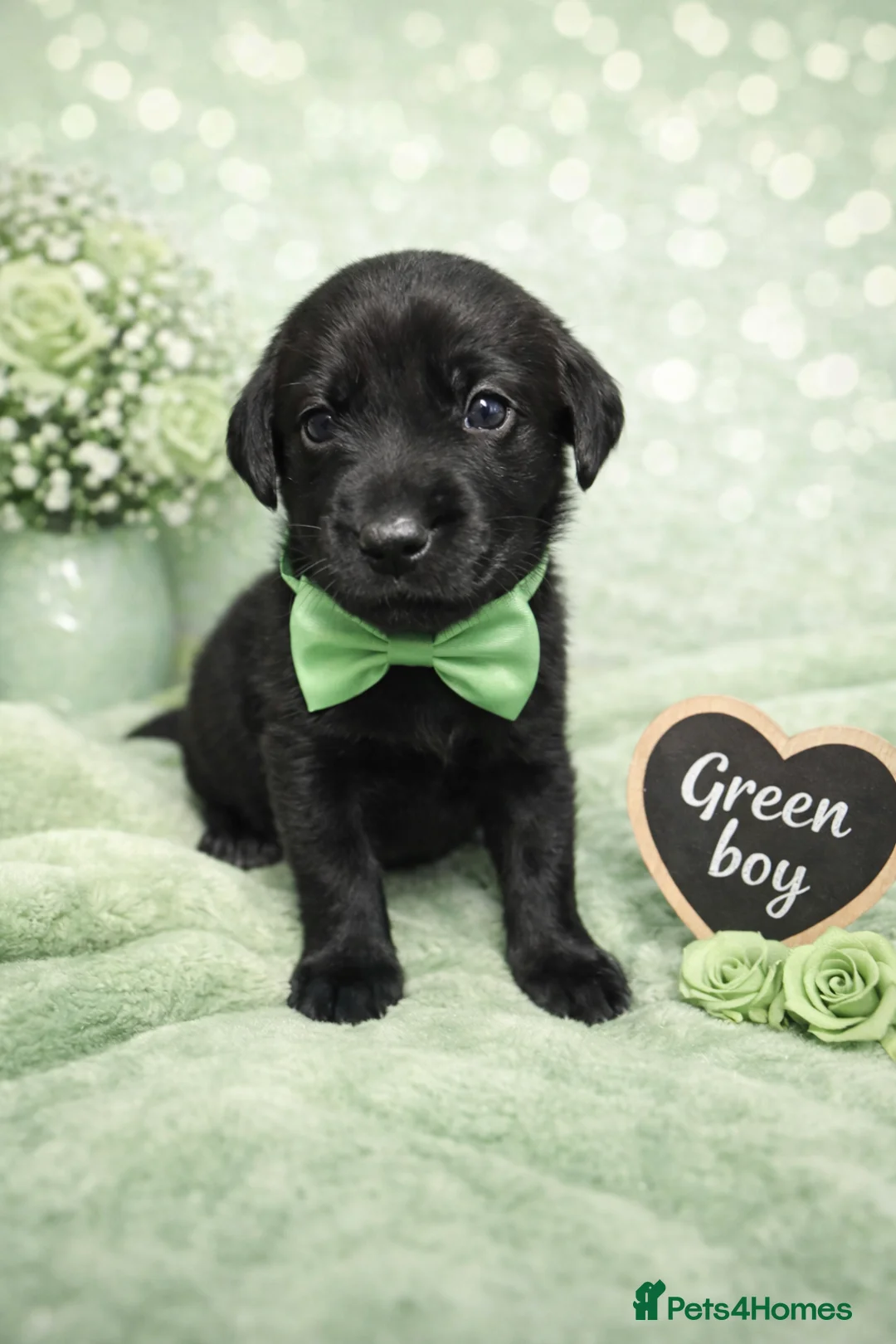 Labrador Retriever dogs for sale: KC Registered Labrador Puppies – Ready 14th March - Advert 12