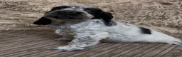 Cocker Spaniel dogs for sale: Gorgeous 100% show type cocker spaniel puppies - Advert 32