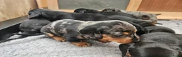 Dachshund dogs for sale: Dachshunds 8 Puppies only 2 girls 1 boy left - Advert 7