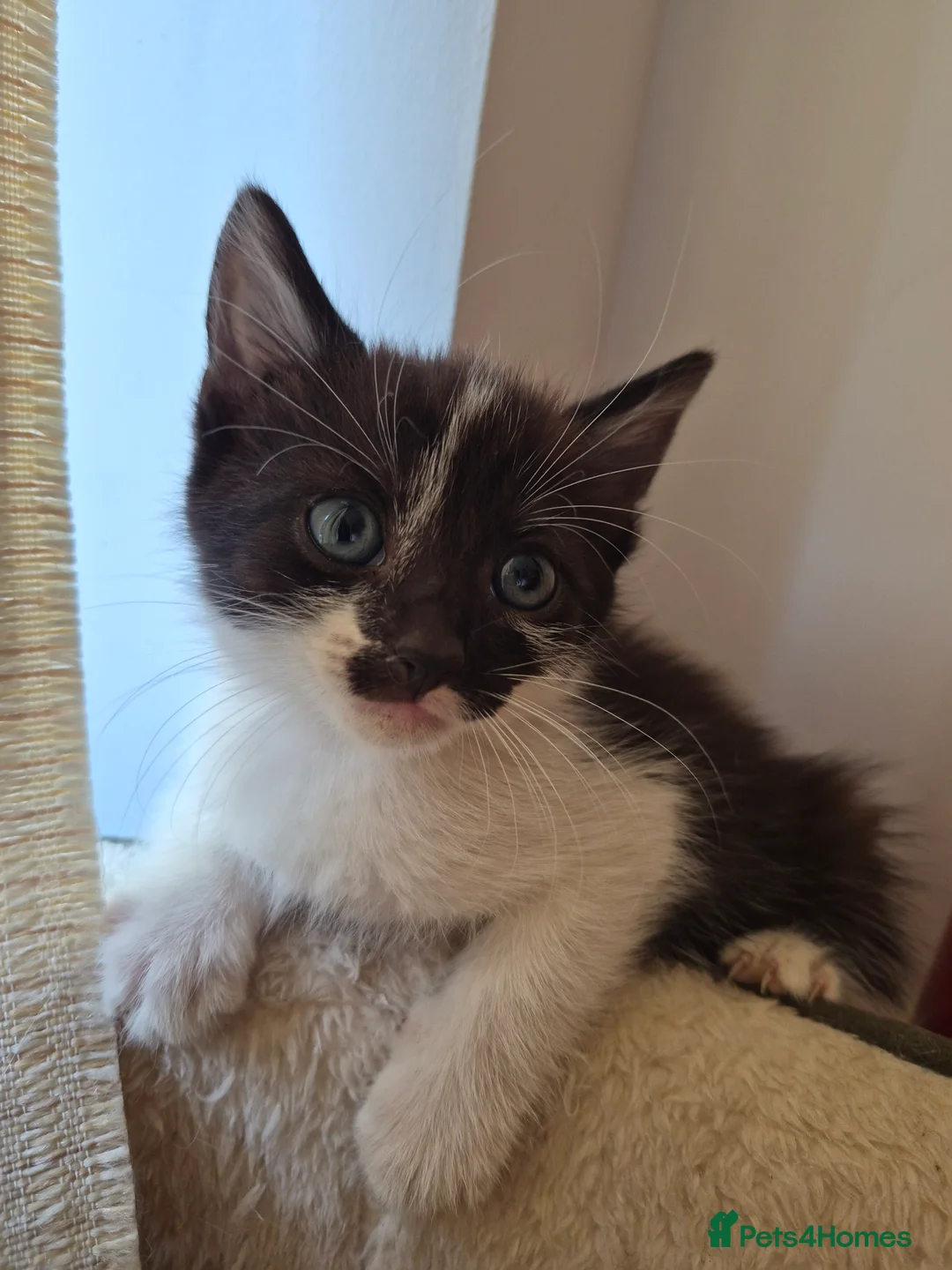 Mixed Breed cats for sale: Adorable Kittens for Sale – 3 Boys, 2 Girls in London - Advert 2