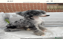 Mixed Breed dogs for sale: Fb1 bedipoo merl  - Image 11