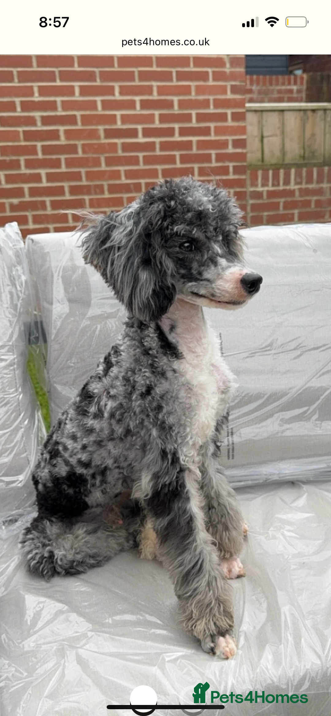 Mixed Breed dogs for sale: Fb1 bedipoo merl  - Image 11