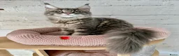Maine Coon cats for sale: Pedigree Massive TICA registered kittens  - Advert 18