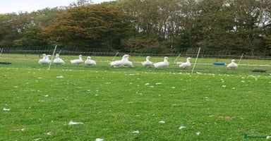 Geese poultry - Advert 8