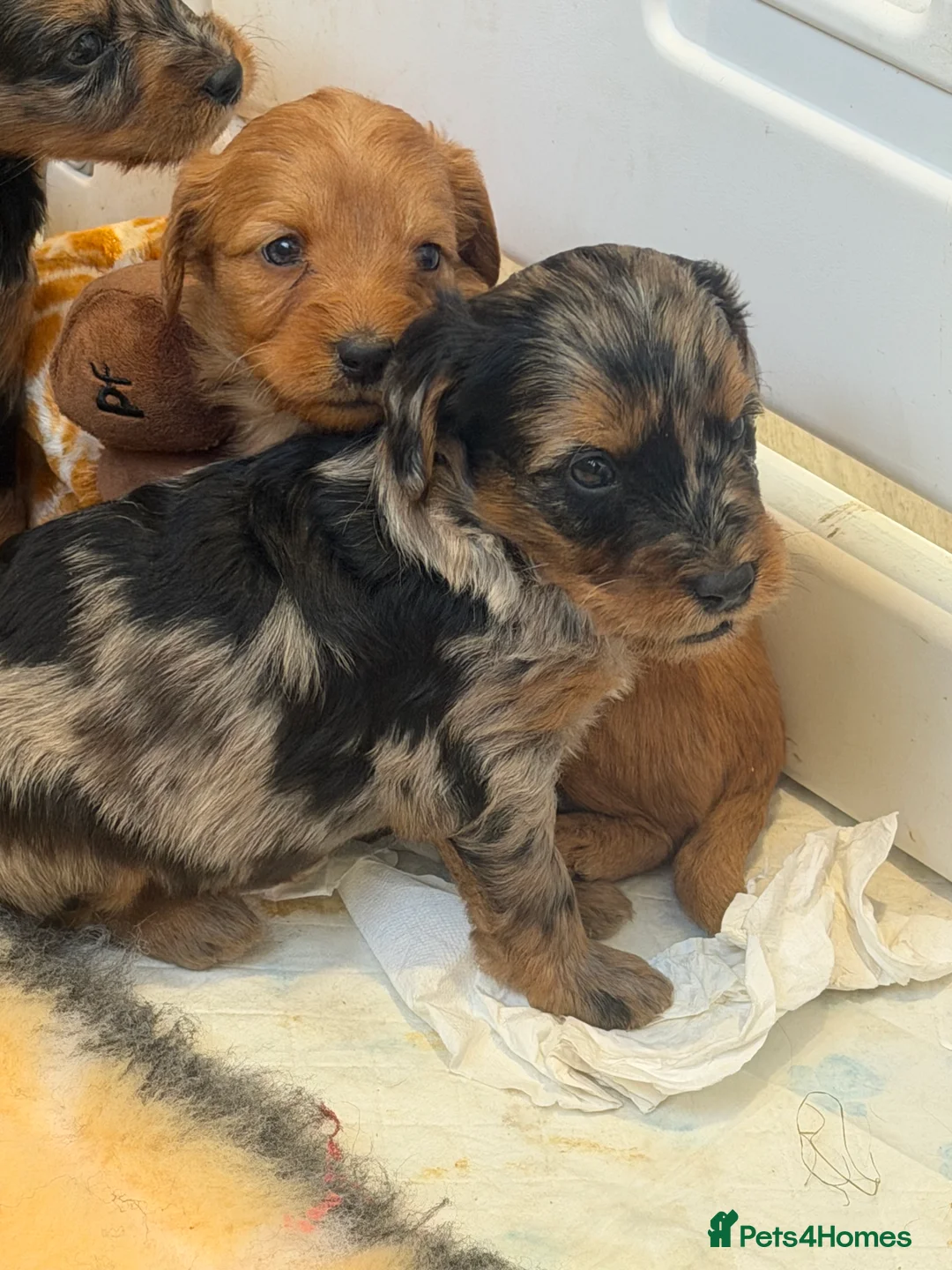 Mini Goldendoodle dogs for sale: Extensively health tested F1 goldendoodle puppies  - Advert 30