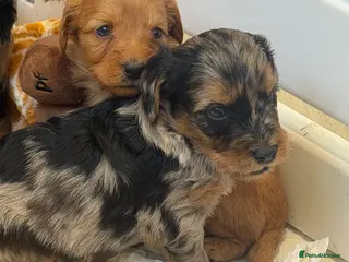 Mini Goldendoodle dogs Extensively health tested F1 goldendoodle puppies - Advert 8