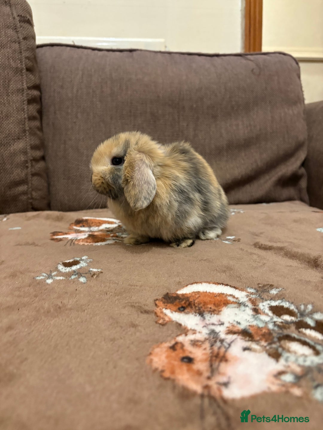 Mini Lop rabbits for sale: Bonded Mini Lop Harlequin Pair. Sold Together Only - Advert 7