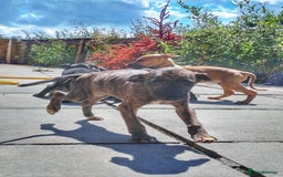 Mixed Breed dogs for sale: Lurcher puppies  - Image 5