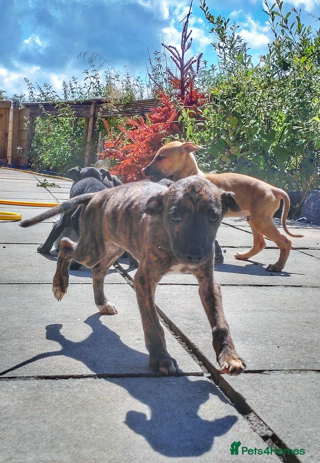 Mixed Breed dogs for sale: Lurcher puppies  - Image 5