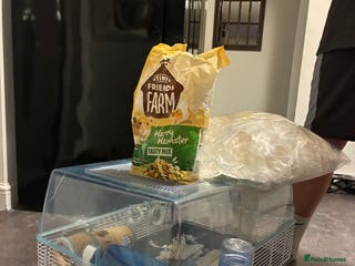 Hamster rodents Syrian Hamster(with cage, food etc. - Advert 1