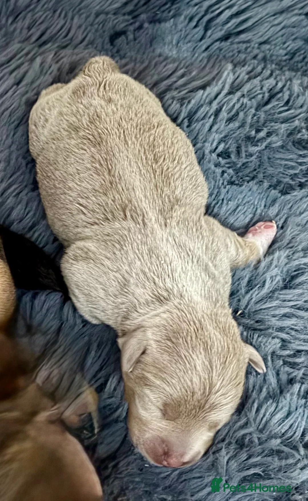 Jack Russell dogs for sale: Jack Russell Puppies – Chocolate, Blue & Lilac - Advert 8