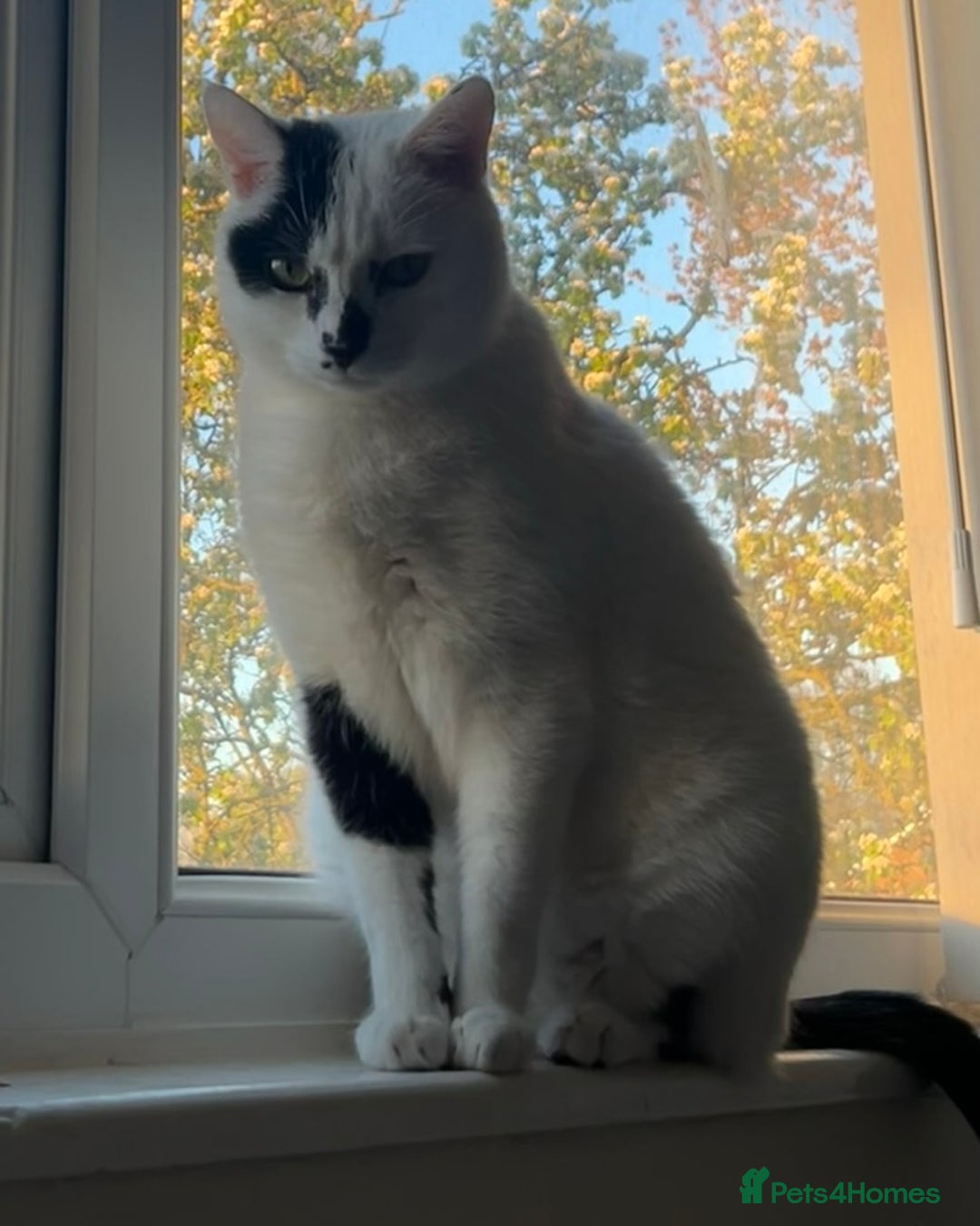 Domestic Shorthair cats for sale: find a home for male cat - Image 3
