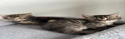 American Shorthair cats for sale: 🌟Kittens Ready for 4ever Home🌟 - Advert 18