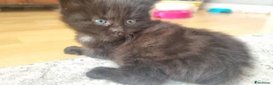 Mixed Breed Kitten 3
