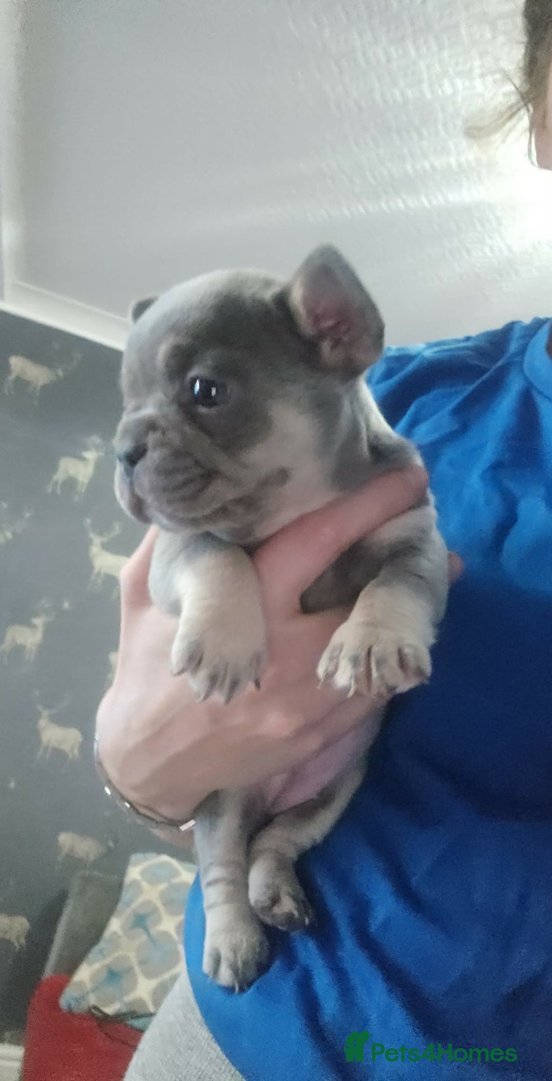 French Bulldog dogs for sale: French bulldog frenchie puppies  - Advert 13