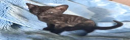 Bengal cats for sale: Smoke Boy Available for his forever home  - Advert 13