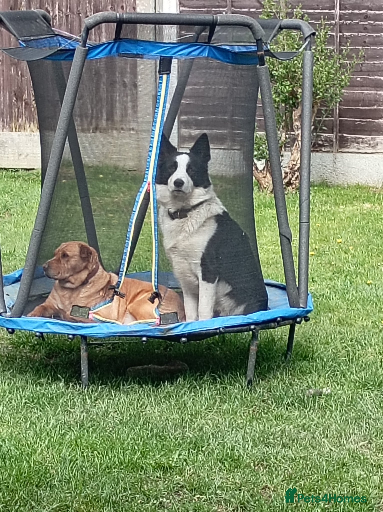 Mixed Breed dogs Border Collie - Advert 1