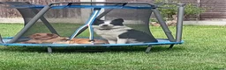 Mixed Breed dogs for sale: Border Collie in Wigan - Advert 1