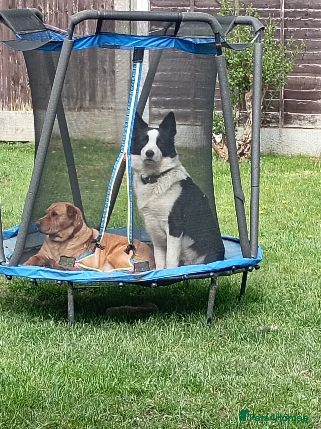 Mixed Breed dogs for sale: Border Collie in Wigan - Advert 1