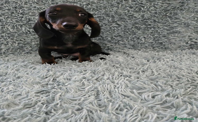 Dachshund dogs - Advert 10