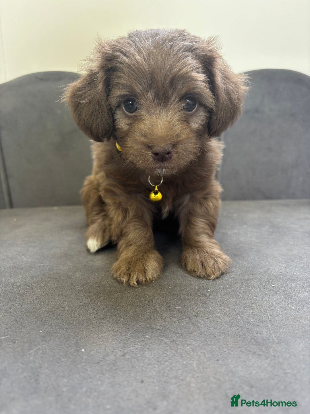 Chipoo dogs for sale: Stunning Chipoo Pups DNA Health Tested - Image 33