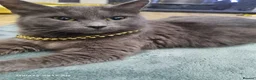 Mixed Breed cats for sale: Kittens  - Advert 1