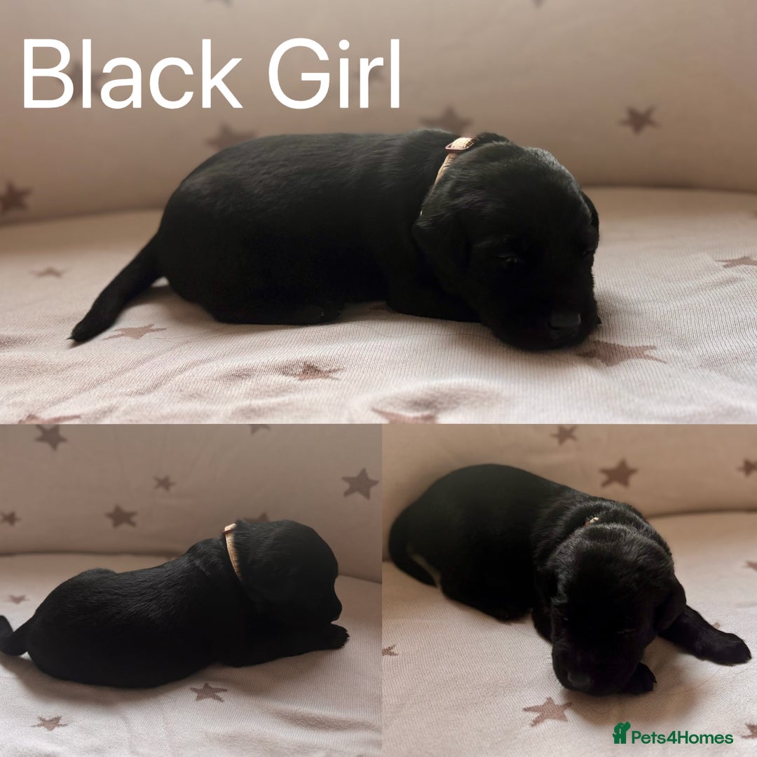 Labrador Retriever dogs for sale: Adorable Labrador Puppies–KC Registered - Advert 6