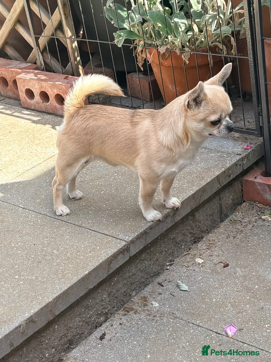 Chihuahua dogs for sale: 3 years  in Kettering - Advert 3
