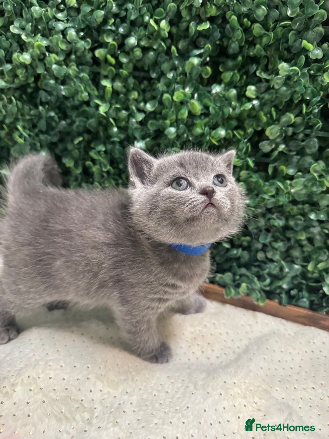 British Shorthair cats for sale: 💕British Shorthair Blue Kittens💕 - Advert 4