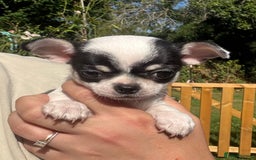 Chihuahua dogs for sale: *special KC black tricolour parti little boy* - Image 3