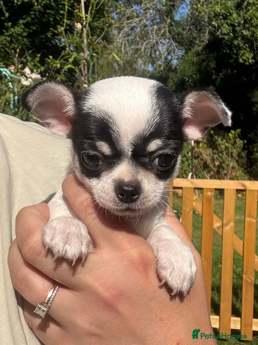 Chihuahua dogs for sale: *special KC black tricolour parti little boy* - Image 3