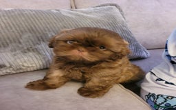 Shih Tzu dogs for sale: Stunning shihtzu puppy - Image 5
