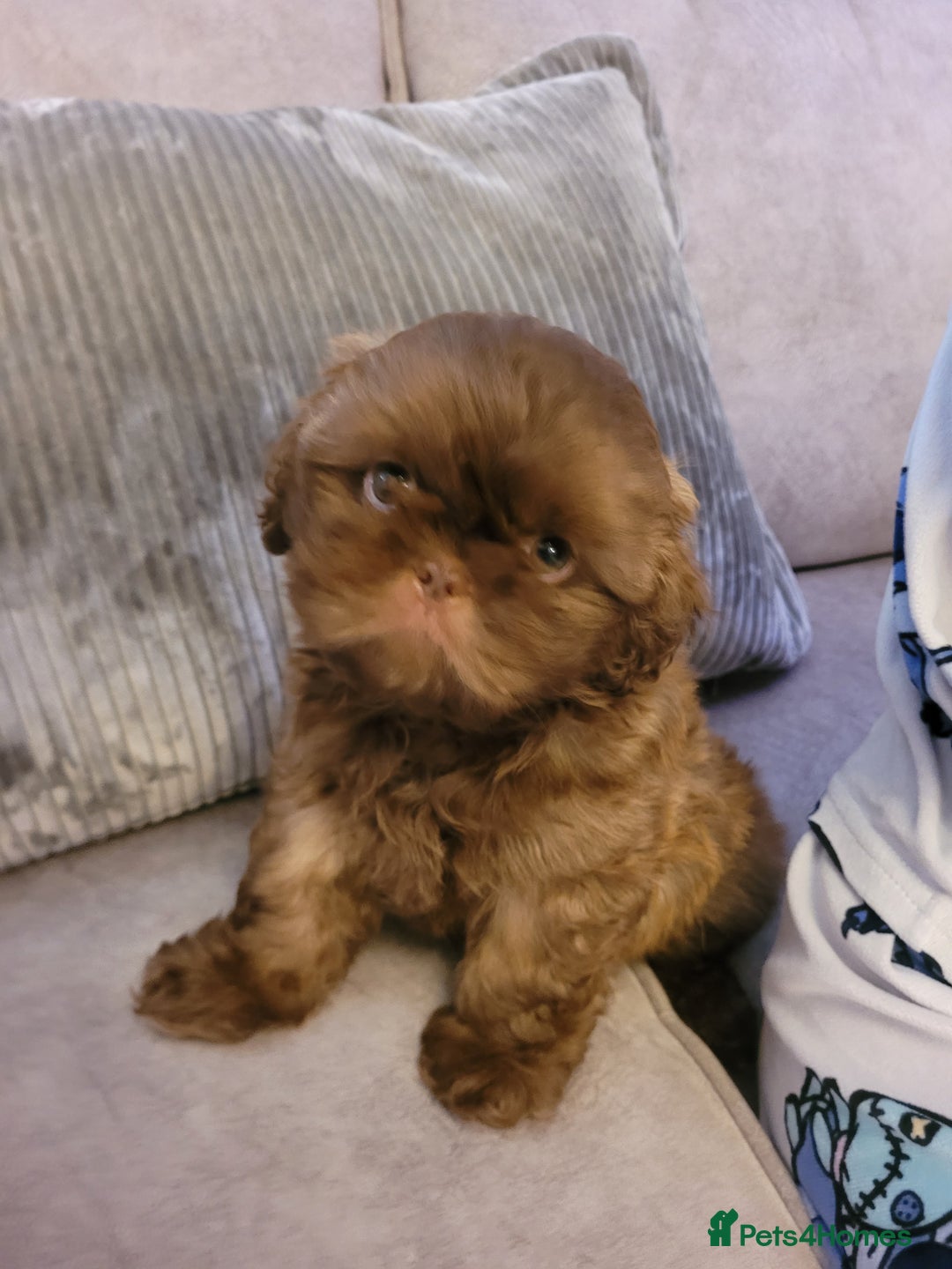 Shih Tzu dogs for sale: Stunning shihtzu puppy - Image 5