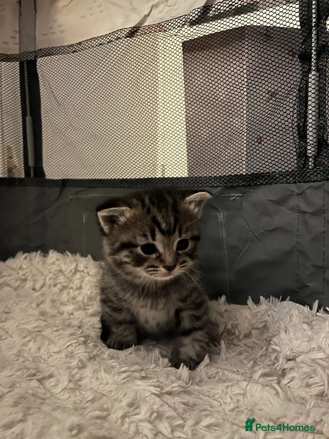 Mixed Breed cats for sale:  2 mixed breed kittens  - Advert 5