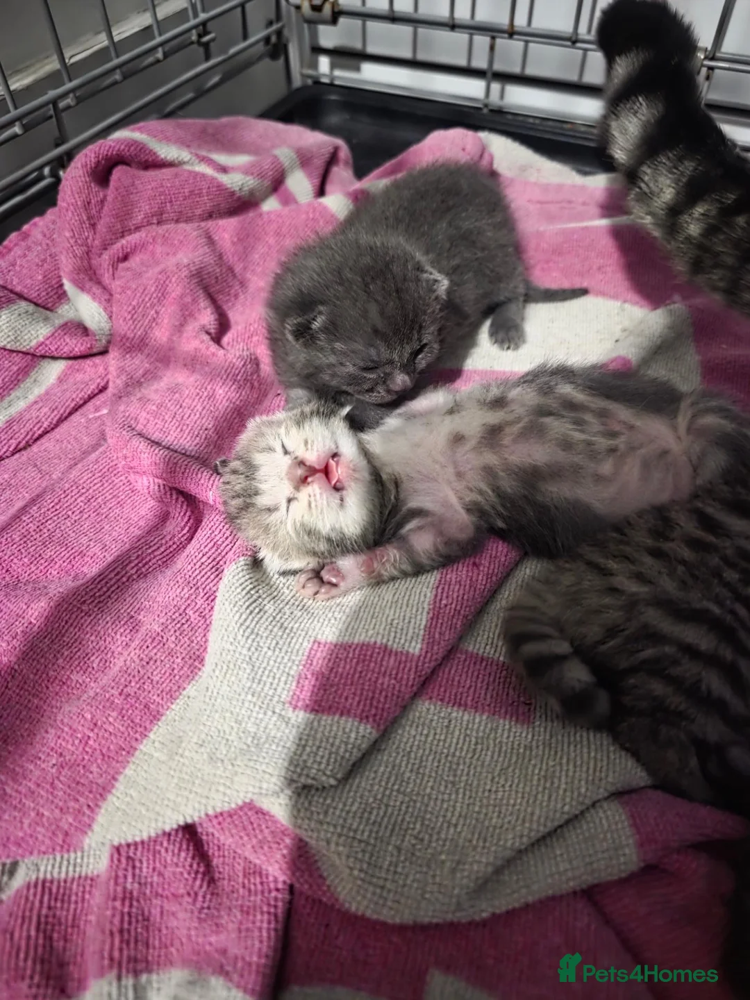 Mixed Breed cats for sale: 4 beautiful kittens  in Huntingdon - Advert 7