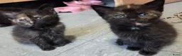 Domestic Shorthair cats for sale: 5 Beautiful female kittens for sale  - Advert 17