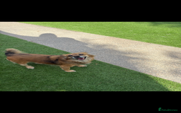 Mixed Breed dogs for sale: Adorable female is looking for new home - Image 5