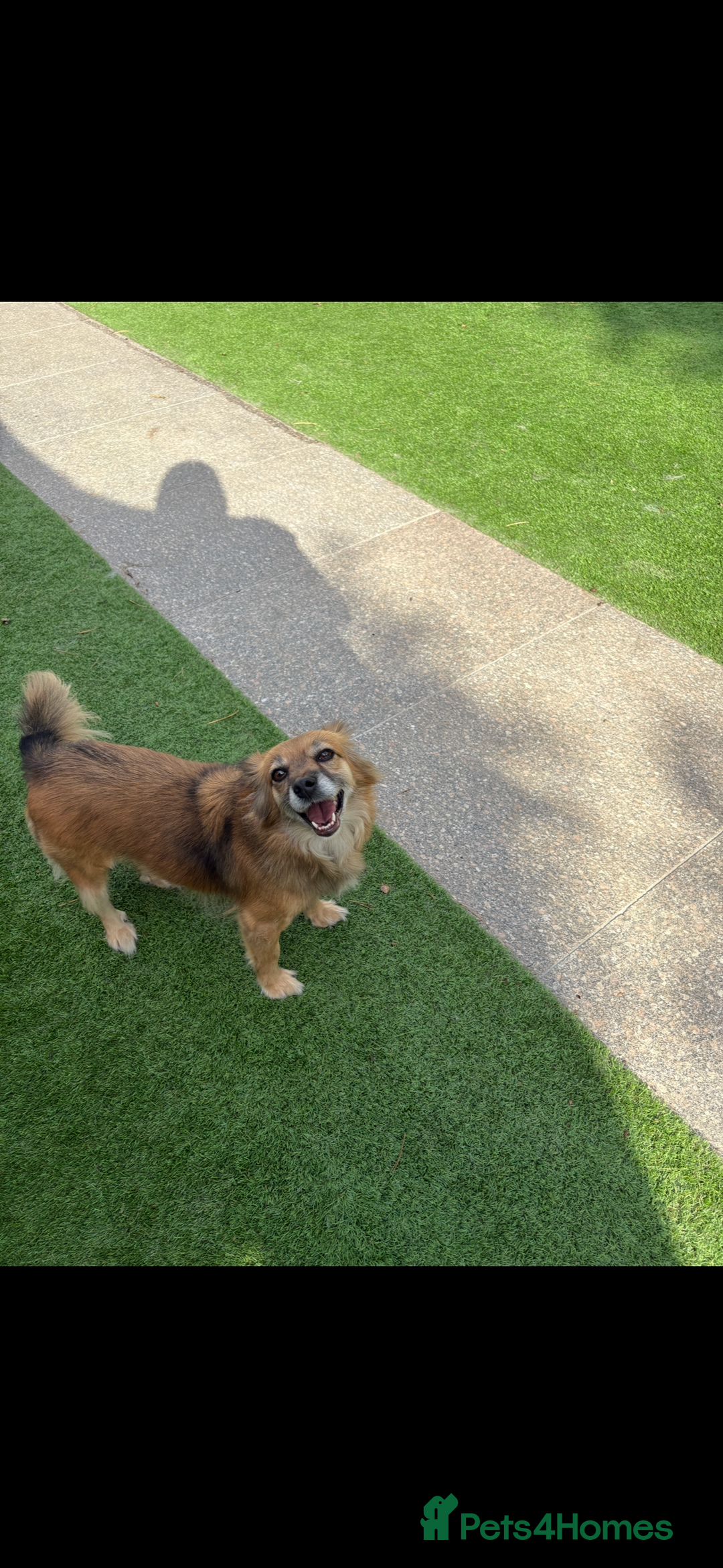 Mixed Breed dogs for sale: Adorable female is looking for new home - Image 5